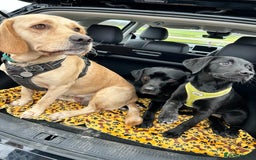 Labrador Retriever dogs for sale: Family-Raised Labrador Pups from Therapy Dog Mum - Image 6