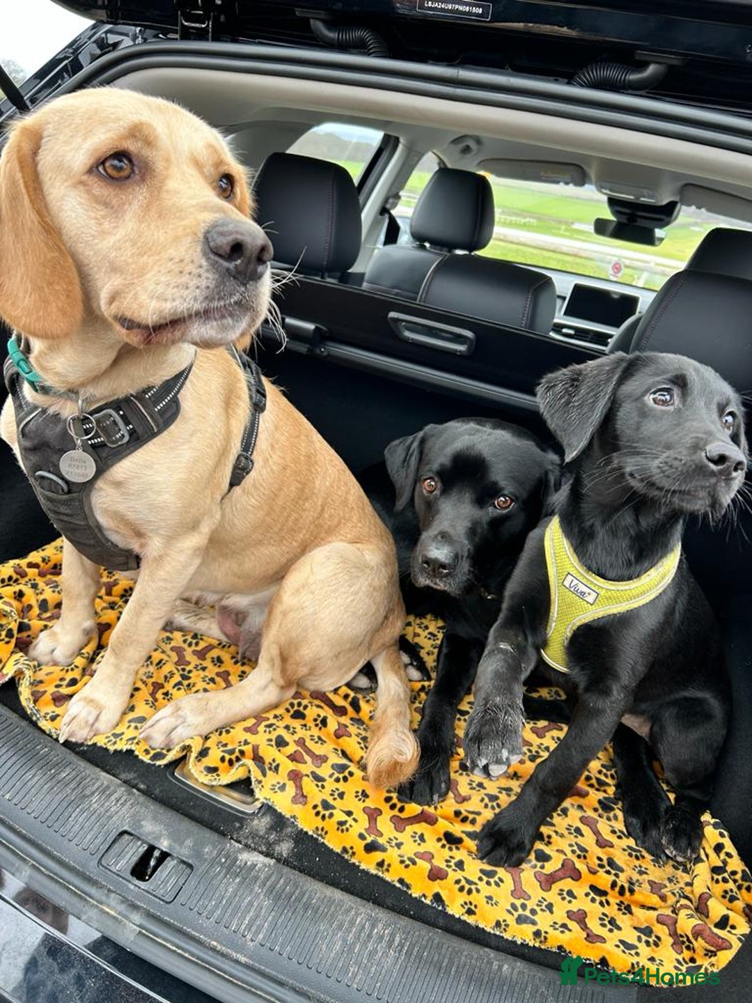 Labrador Retriever dogs for sale: Family-Raised Labrador Pups from Therapy Dog Mum - Image 6