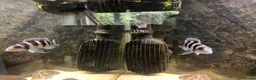 Cichlids fish for sale: Tanganyika Cichlids +Malawi Hap. in Salisbury - Advert 5