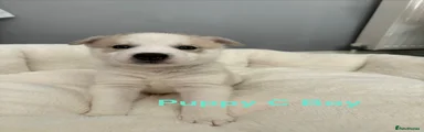 Siberian Husky 3