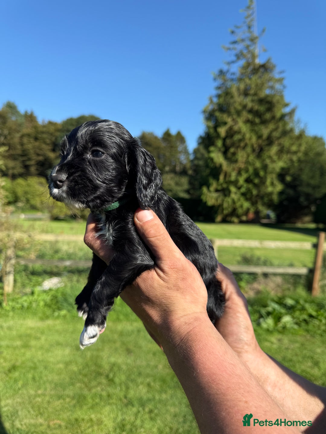 Cocker Spaniel dogs for sale: Working cocker spaniel - Image 6