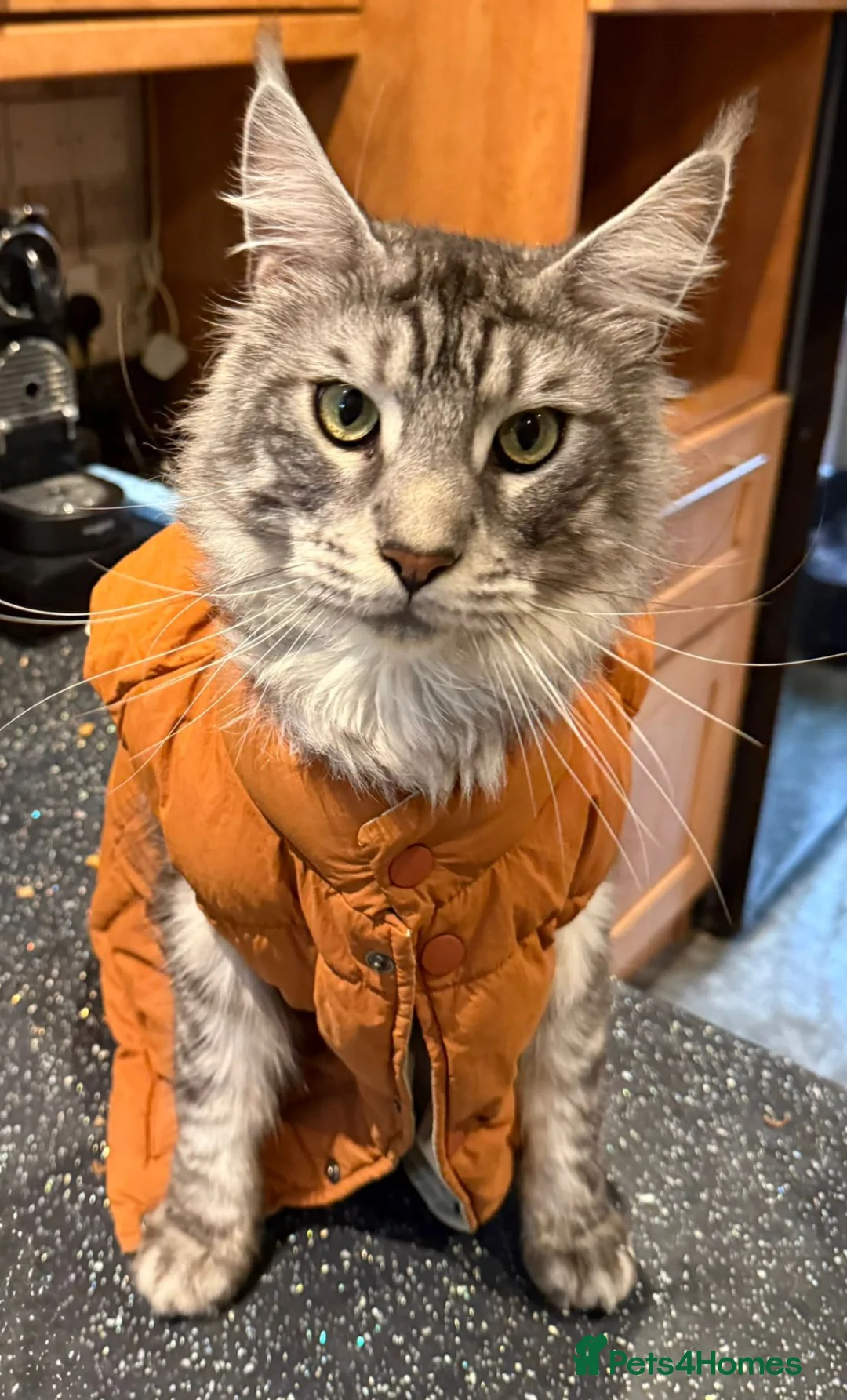 Maine Coon cats for sale: Needs loving home  - Advert 2