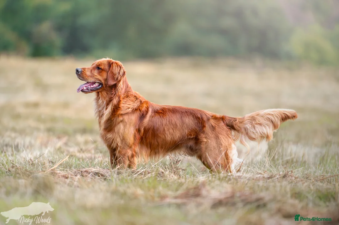 Golden Retriever dogs for stud: Stunning Golden Retriever at Stud in Weston-super-Mare - Advert 4