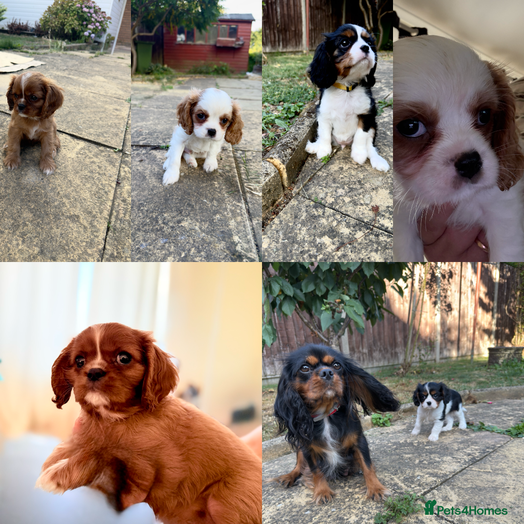 Cavalier King Charles Spaniel dogs for sale: Beautiful litter cavalier King Charles spaniels - Image 1