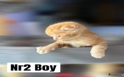 Scottish Fold cats for sale: 3 Scottish Fold Boys STILL AVAILABLE - Image 15