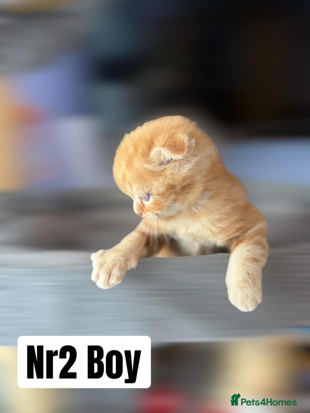 Scottish Fold cats for sale: 3 Scottish Fold Boys STILL AVAILABLE - Image 15