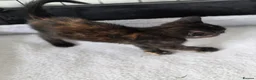 Mixed Breed cats for sale: Adorable ginger and tortishell kittens - Advert 12