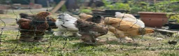 Chickens poultry for sale: Brahma  - Advert 2