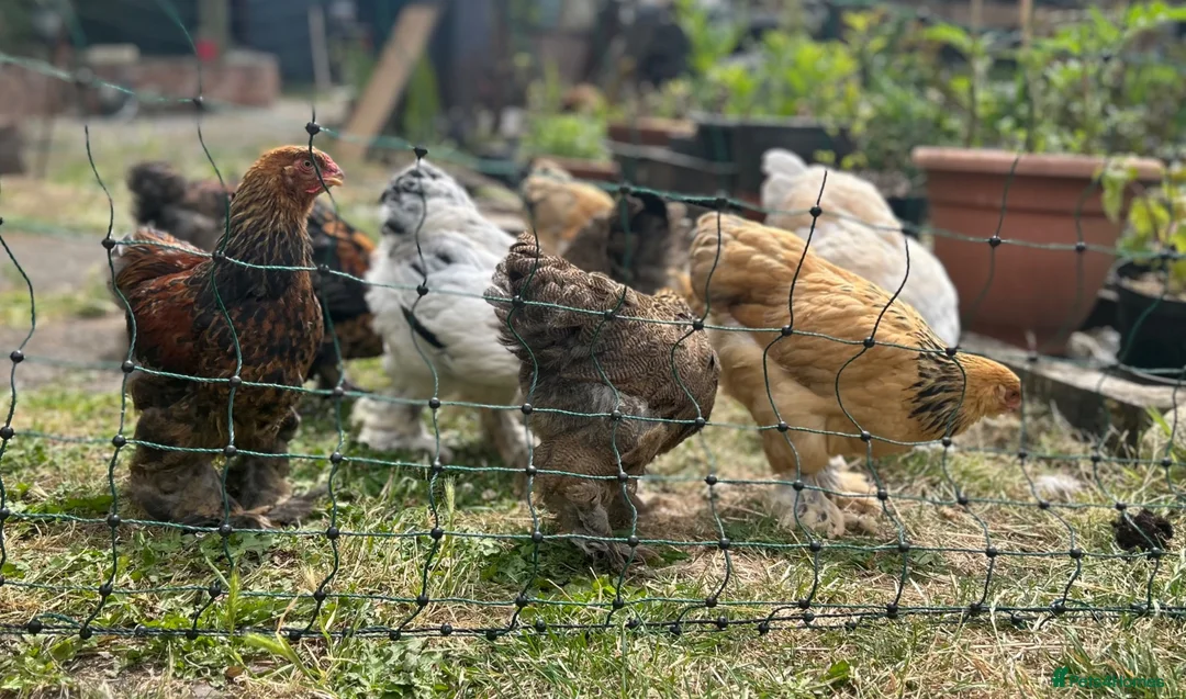 Chickens poultry for sale: Brahma  - Advert 2