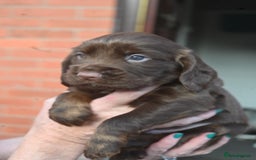 Cocker Spaniel dogs for sale: Cocker Spaniel puppies - Image 8