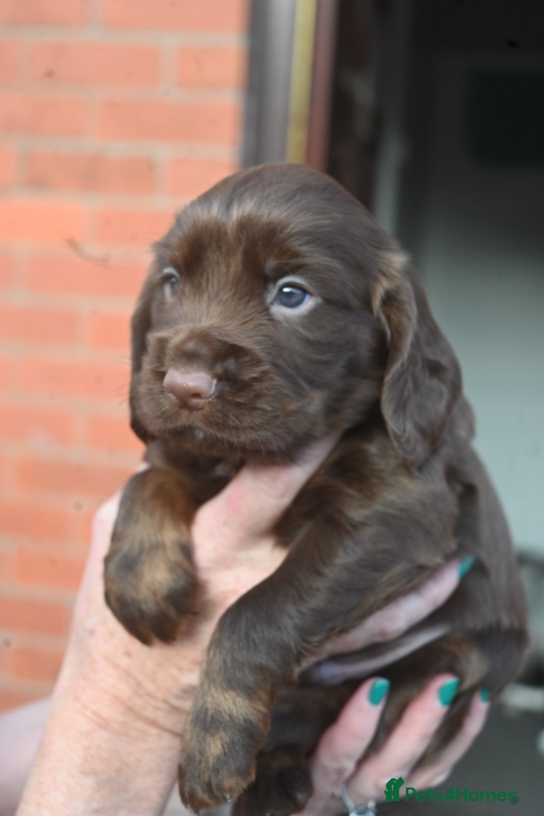 Cocker Spaniel dogs for sale: Cocker Spaniel puppies - Image 8