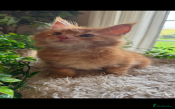 Maine Coon cats for sale: Beautiful GCCF Maine Coon kittens - Advert 35