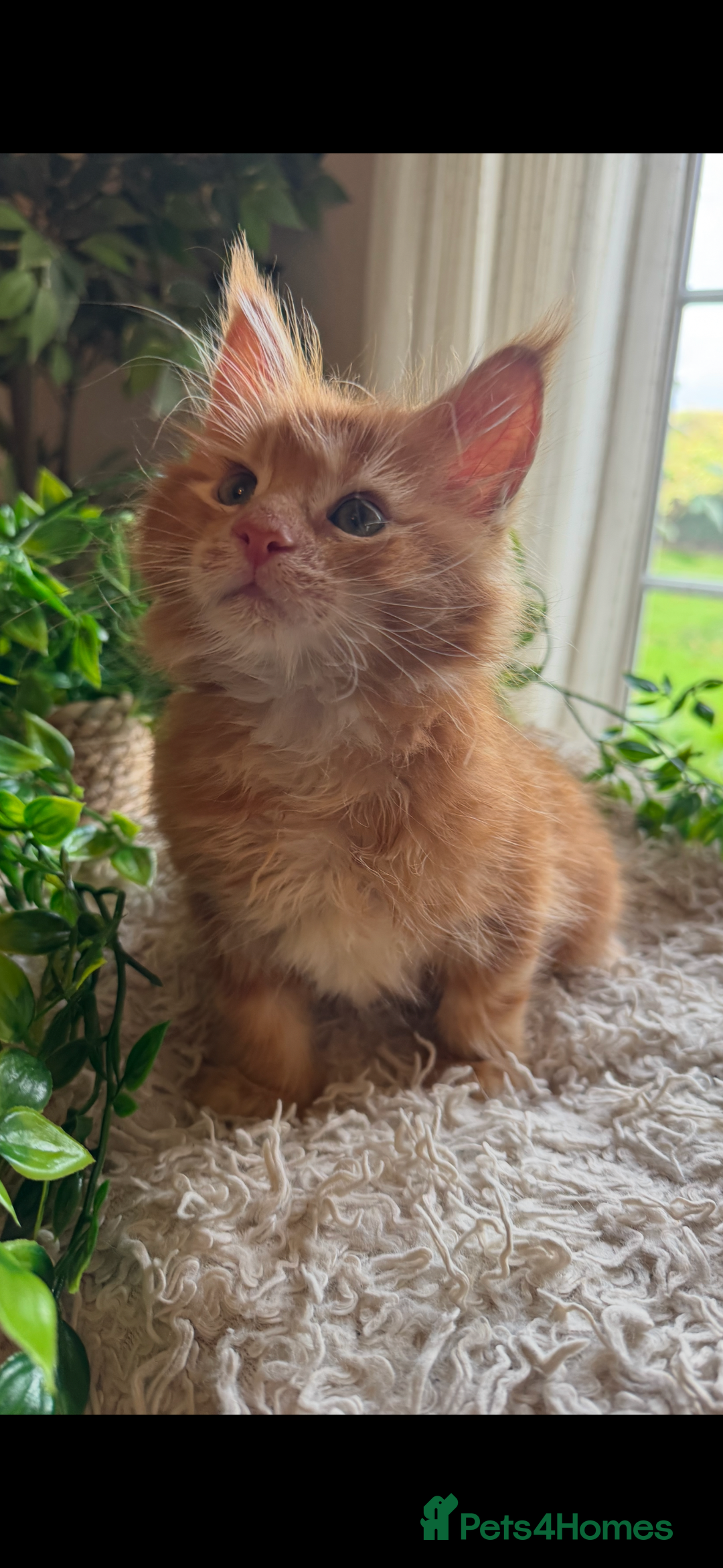 Maine Coon cats for sale: Beautiful GCCF Maine Coon kittens - Advert 35
