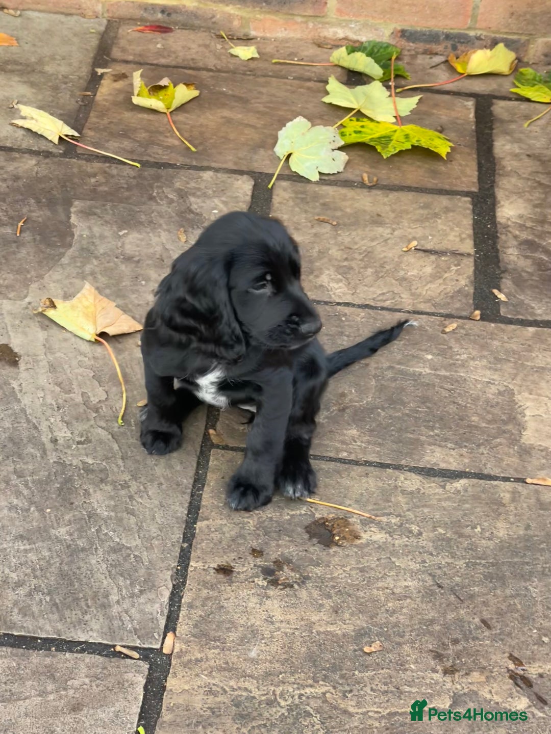 Cocker Spaniel dogs for sale: working cocker spaniel puppy for sale - Advert 19