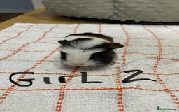 Guinea Pig rodents for sale: 3 Female Guinea Pigs - Image 4