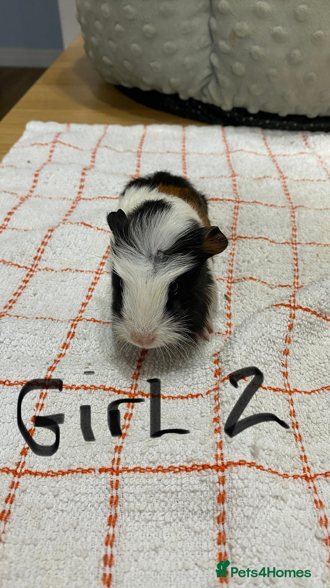 Guinea Pig rodents for sale: 3 Female Guinea Pigs - Image 4