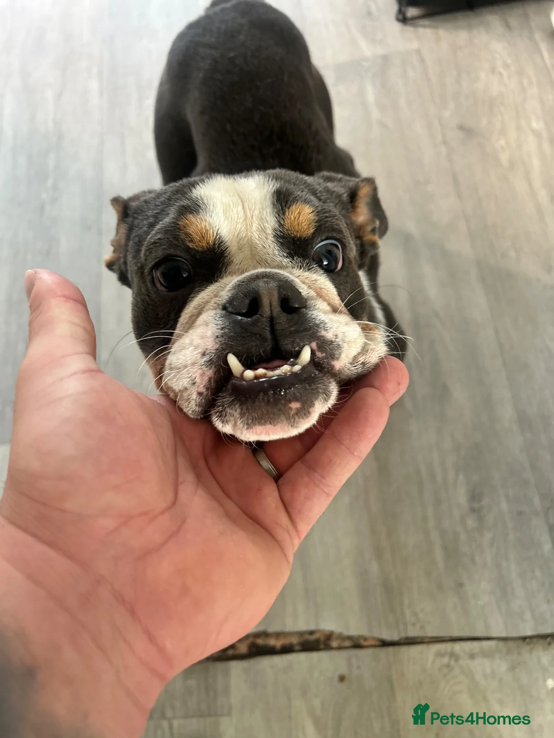 English Bulldog dogs for sale: 1year old English bulldog bitch in Bury - Advert 2