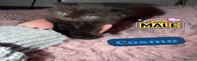 Cosmo💙