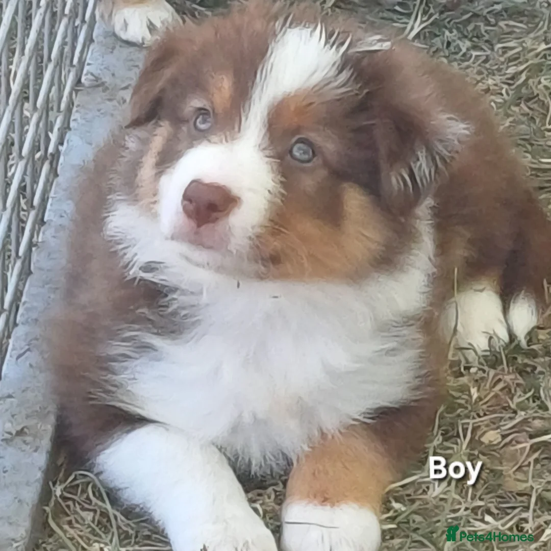 Border Collie dogs for sale: Border Collie Puppies Ready August 1st - Advert 2