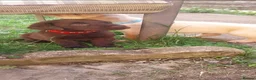 Labrador Retriever dogs for sale: Beautiful Labrador puppies  - Advert 9