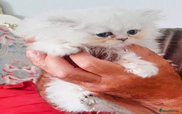 Persian cats for sale: Quality pure bred white tipped kittens - Image 7