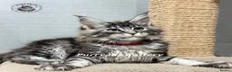 Maine Coon cats for sale: TICA registration Maine coon kittens Ready Now - Advert 4
