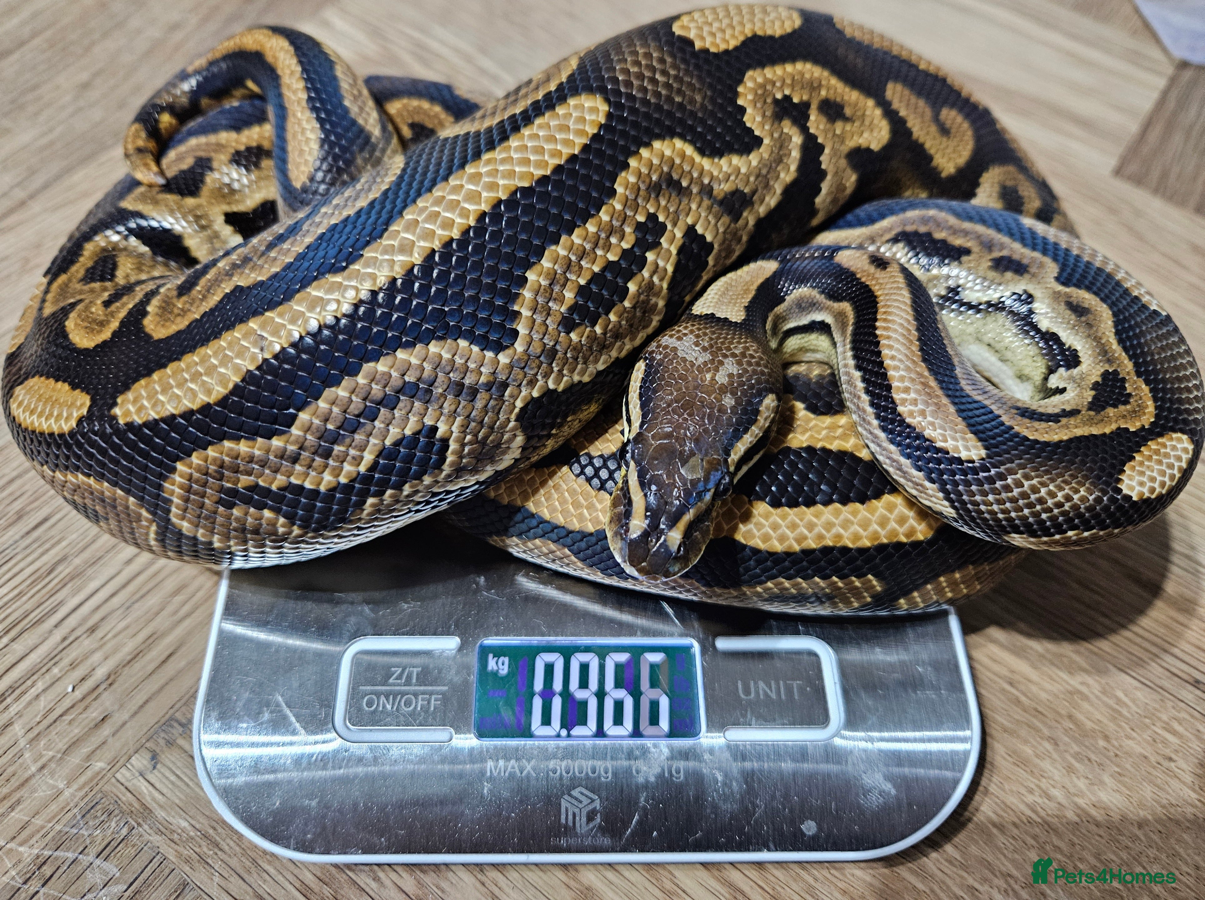 Python Snake reptiles Ball python, Black pastel (paradox)  - Advert 1