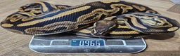 Python Snake reptiles for sale: Ball python, Black pastel (paradox)  - Advert 1