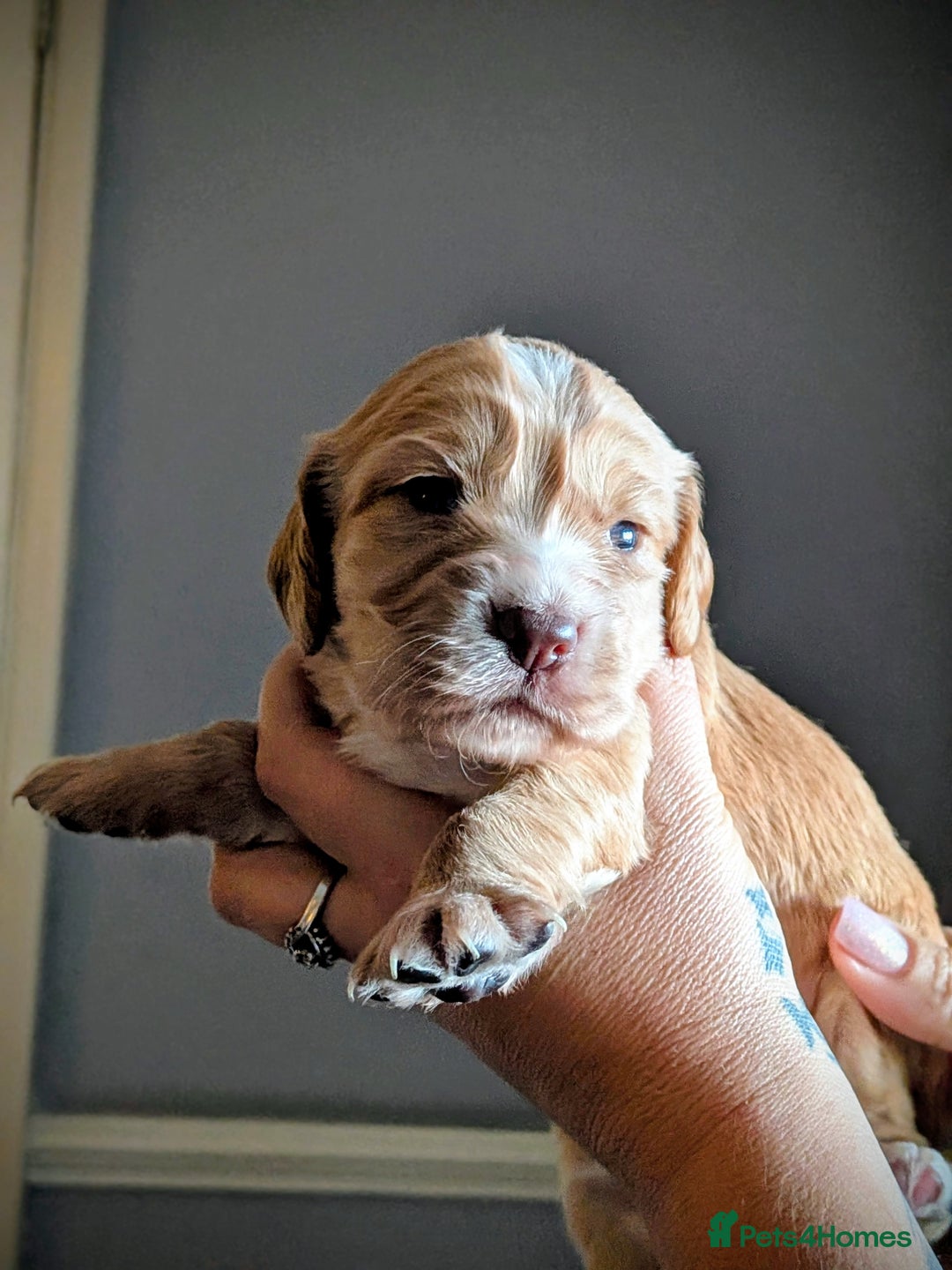 Cocker Spaniel dogs for sale: Golden and red working cocker spaniels  - Image 2