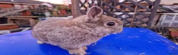 Netherland Dwarf rabbits for sale: Adorably Cute Baby Netherland Dwarves- M and F  - Advert 12