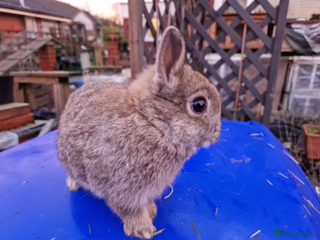 Netherland Dwarf rabbits for sale: Adorably Cute Baby Netherland Dwarves- M and F  - Advert 12