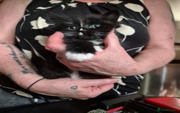 Mixed Breed cats for sale: Litter of kittens - Image 11