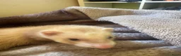 Ferret rodents for sale: female ferret (including cage) - Advert 7
