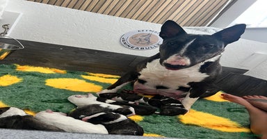 English Bull Terrier dogs - Advert 3