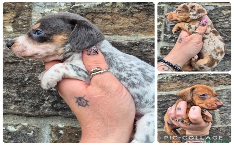 Miniature Dachshund dogs - Advert 9