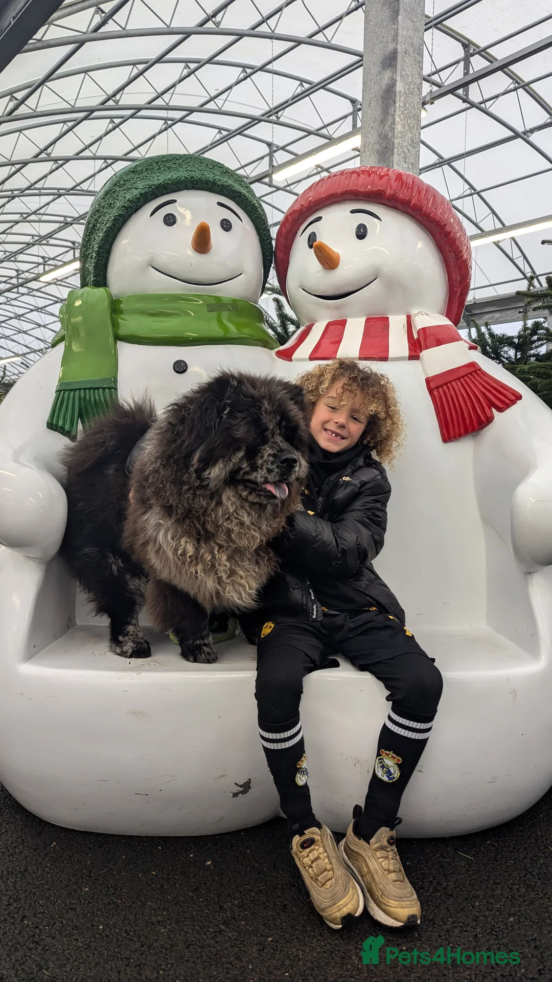 Chow Chow dogs for stud: Merle chow chow for Stud  - Advert 6