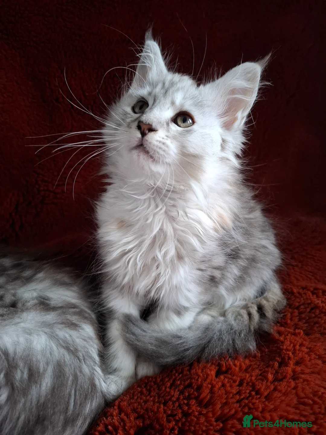 Maine Coon cats for sale: Tica Registered Maine Coon Kittens - Advert 2