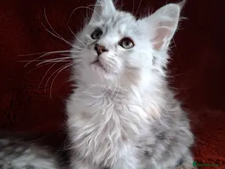 Maine Coon cats Tica Registered Maine Coon Kittens - Advert 2