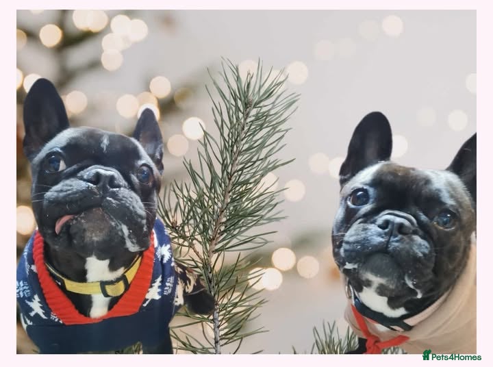 Mixed Breed dogs Pair of Frenchies - Advert 6