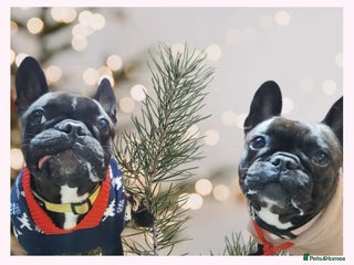 Mixed Breed dogs Pair of Frenchies - Advert 2