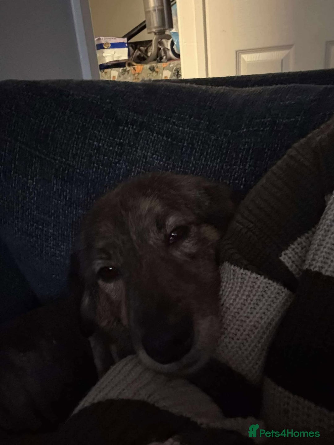 Mixed Breed dogs for adoption: Dara for adoption - Advert 6