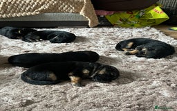 German Shepherd dogs for sale: 🏆quality KC registered long haired GSD pups🏆 - Image 11
