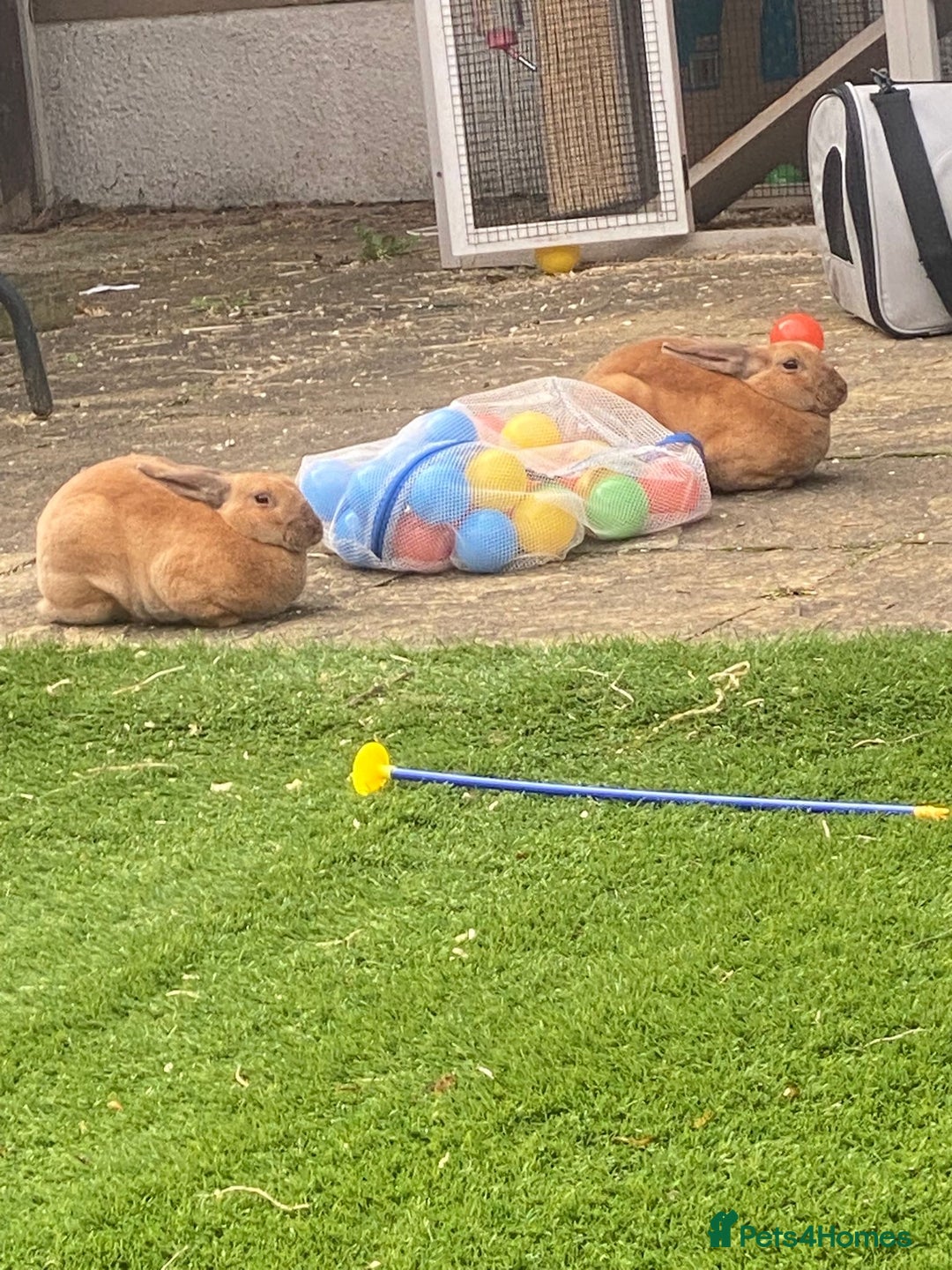 Rex rabbits for sale: Peach and Apricot need rehoming - Advert 5