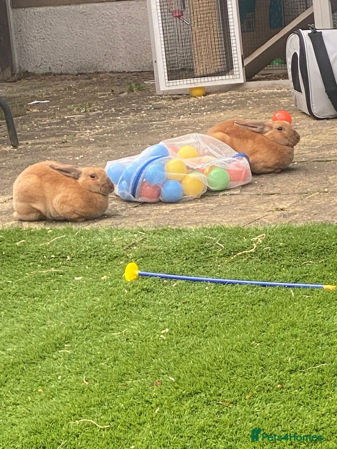 Rex rabbits for sale: Peach and Apricot need rehoming - Advert 5