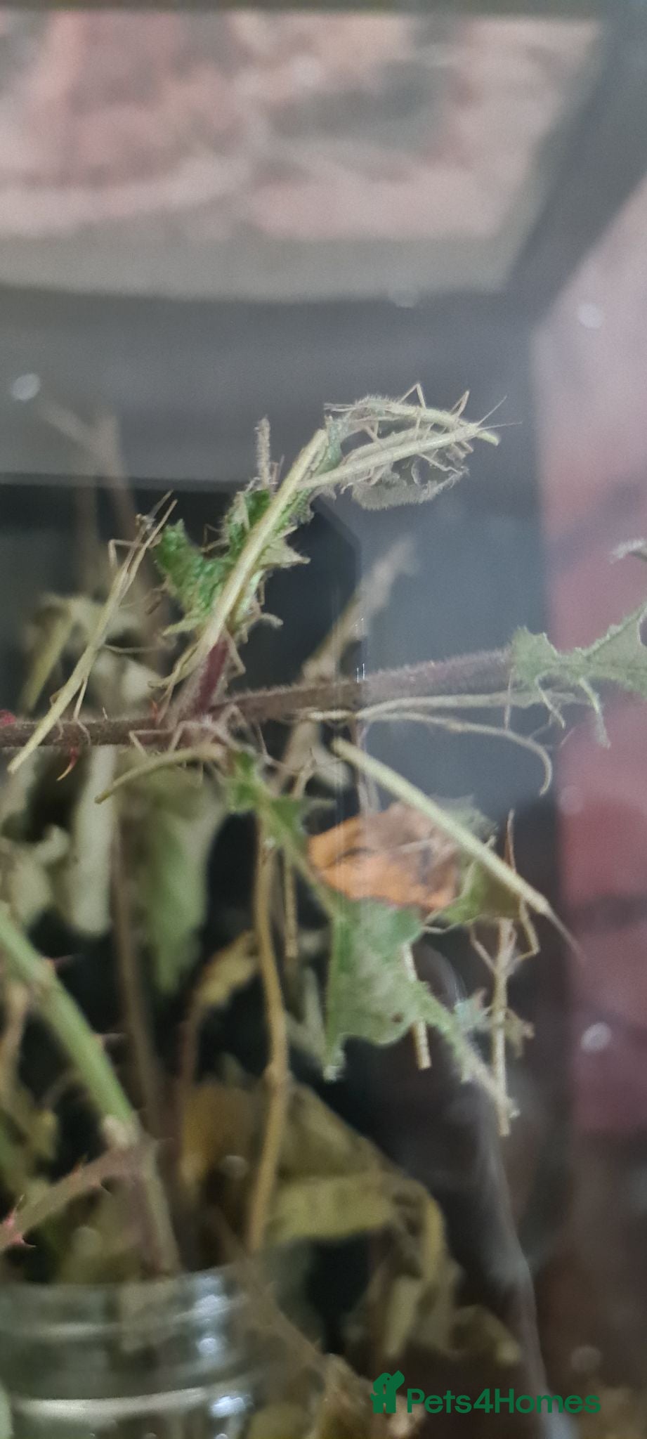 Stick Insects invertebrates Stick insects  - Advert 10