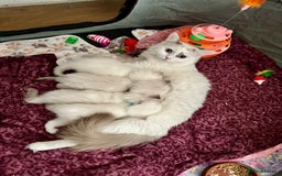 Ragdoll cats for sale: Gorgeous Litter of ragdolls ready 10/10/25 - Image 18