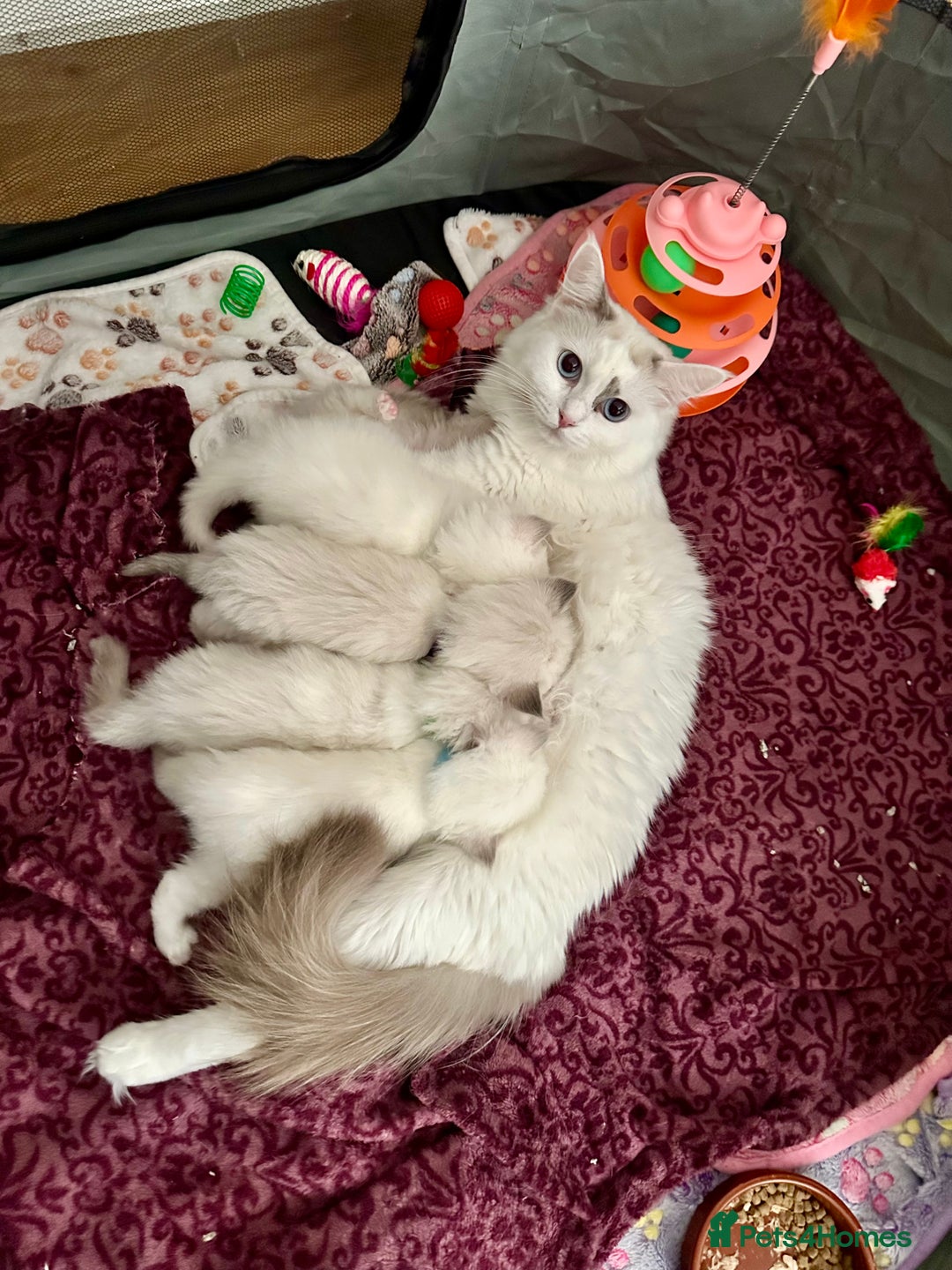 Ragdoll cats for sale: Gorgeous Litter of ragdolls ready 10/10/25 - Image 18