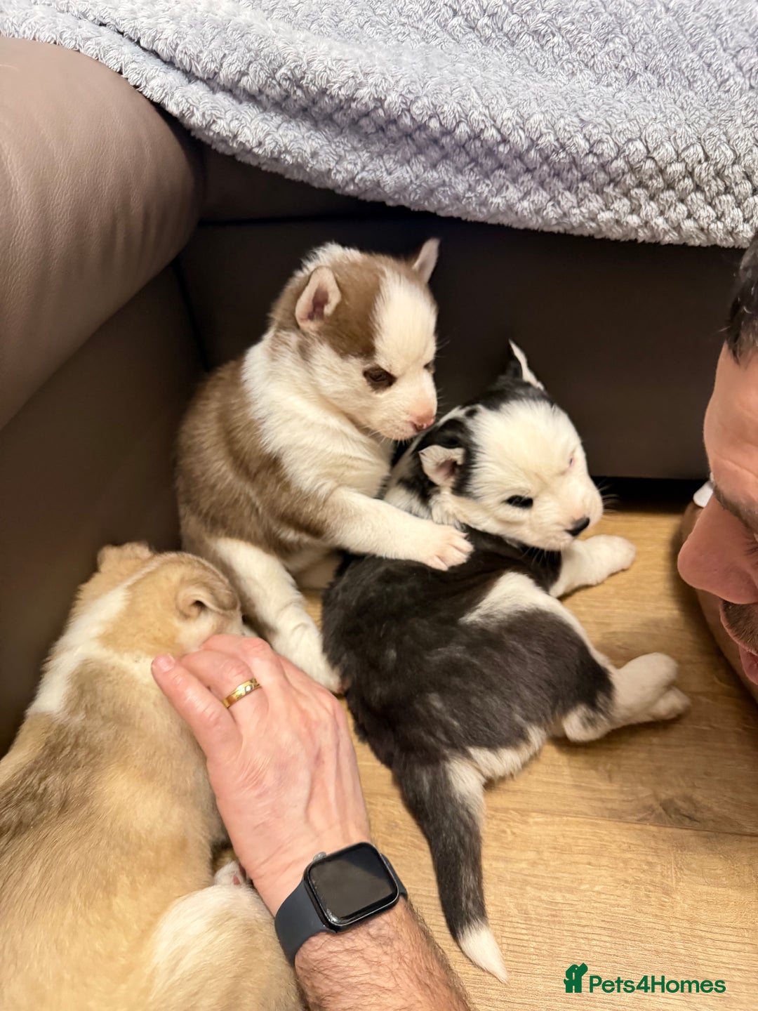 Siberian Husky dogs for sale: Adorable Siberian Husky puppies born December 14th - Advert 3