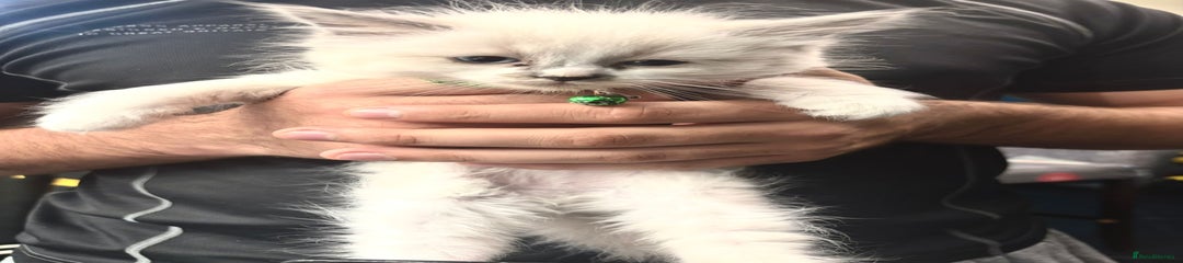 Ragdoll Kitten 4