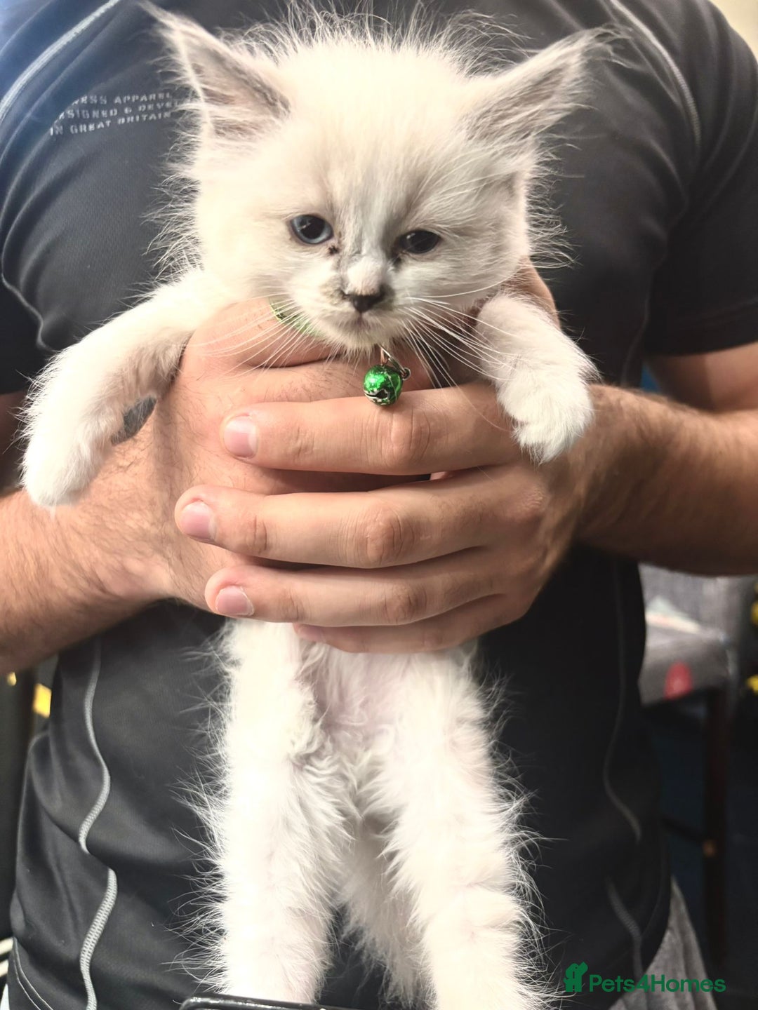 Ragdoll cats for sale: Beautiful Ragdoll kittens very playful  - Image 4